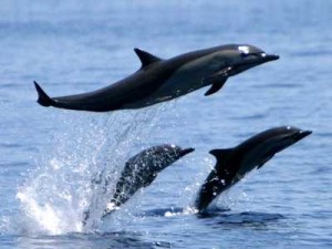 Whales in Costa Rican waters