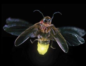 A Firefly at night with its abdomen lit up