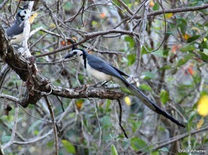 White-throated-Magpie-Jay at woodland forest