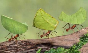 Leaf cutting Ants