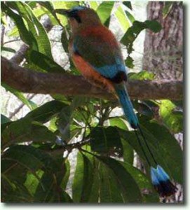 Motmot in Costa Rica Motmot in Costa Rica