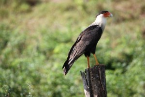 Crested Caracara