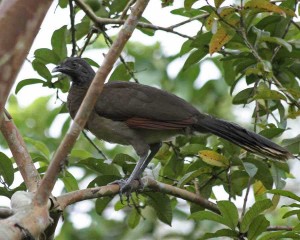 GHeaded Chachalaca