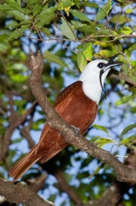 Three Wattled