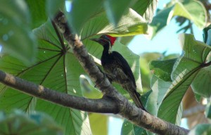 lineated-woodpecker