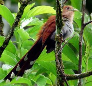 squirrel-cuckoo-Costa Rica