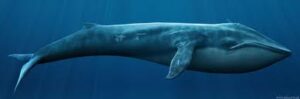Blue Whale