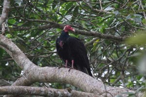 Turkey Vulture in Costa Rica