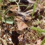 Costa Rica Animals: boa with fresh skin