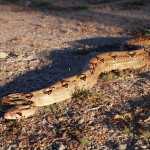 Costa Rica Animals: giant boa geoff mccabe