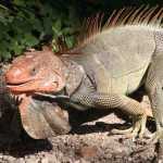 Costa Rica Animals: green iguana geoff mccabe