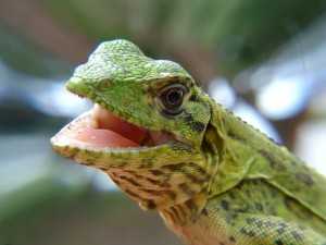 green-lizard-closeup