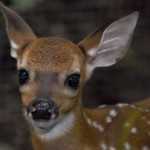 Costa Rica Animals: rainsong baby deer
