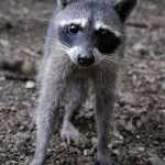 Costa Rica Animals: rainsong raccoon