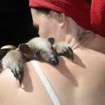 Costa Rica Animals: rainsong wildlife sanctuary baby anteater