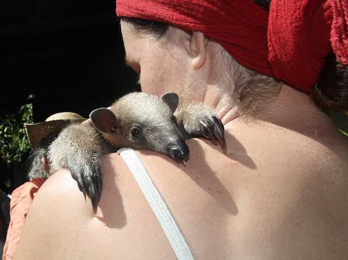 rainsong-wildlife-sanctuary-baby-anteater