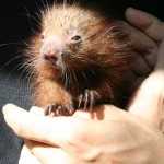 Costa Rica Animals: rainsong wildlife sanctuary baby porcupine