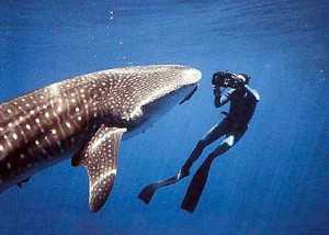 whale-shark-costa-rica