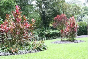 Heliconia Island