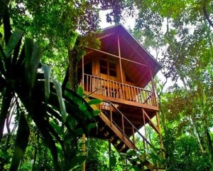 Tree-house-hotel