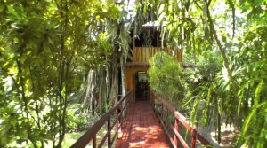topo tree house entrance