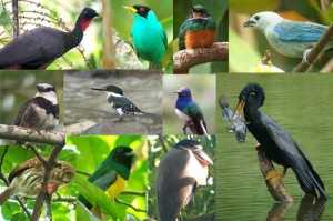bird watching arenal