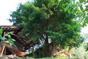 Santa Teresa Funky Monkey Bungalows