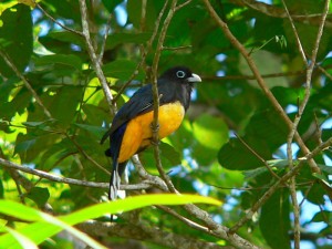 Carara-National-Park-wildli