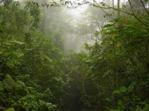 Los Quetzales National Park rainforest