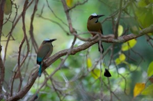 Turquoise-browed-Motmots,-D