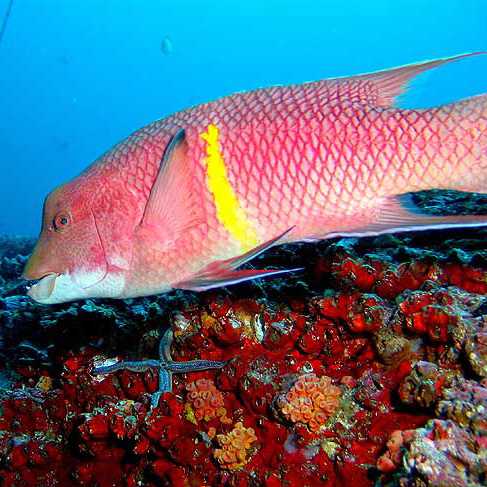 snorkeling