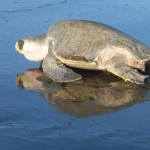 turtle in nosara