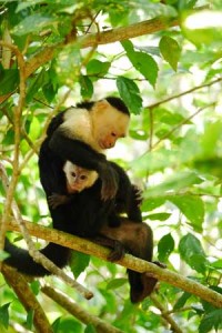 Encanta-La-Vida-monkey