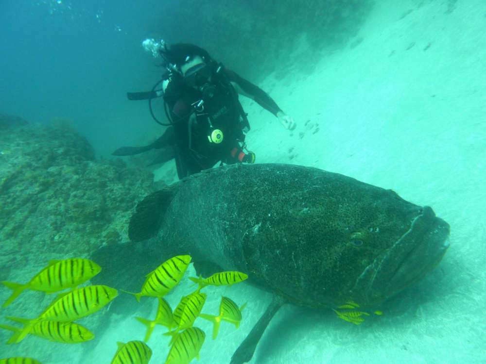 Scuba Diving Cocos Island - Costa Rica