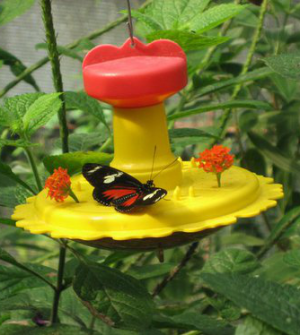 Butterfly Conservatory 2