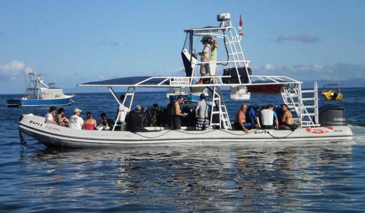 Rocket Frog Divers 1