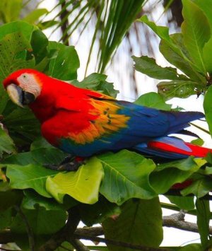 rsz_1jungla_del_jaguar