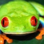 tree frog