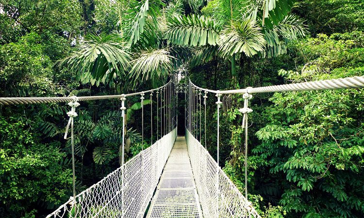 Arenal_Hanging_Bridge