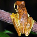 Rainforest-tour