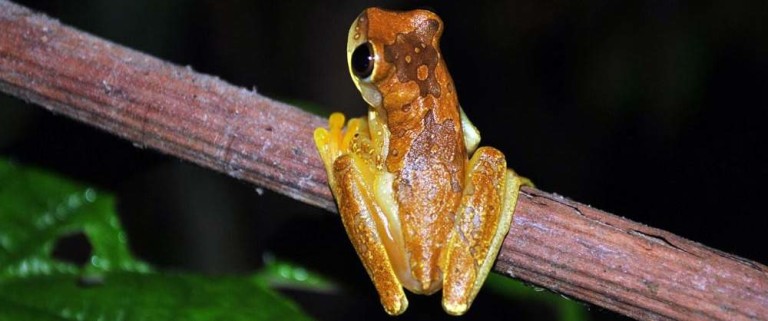 Rainforest-tour