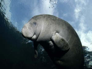 Manatee-at-the-costal-water