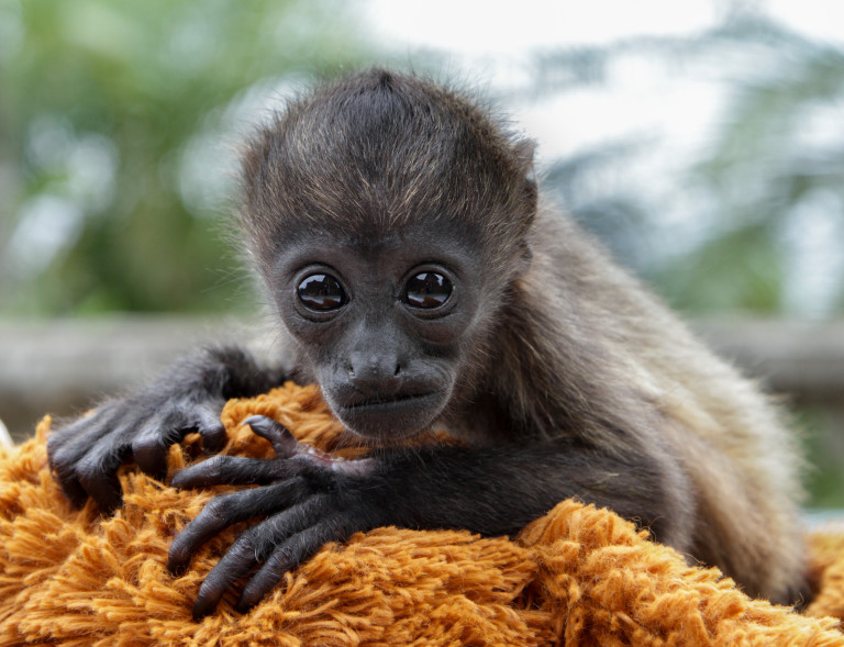We rescue, rehabilitate and release.