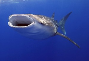 whale-shark