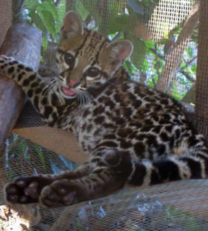 A-baby-Ocelot