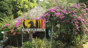 Delfin-de-La-Luna