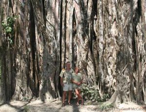 giant-banyan-tree-cabuya