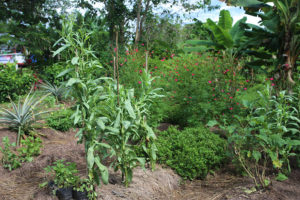 PDC-Permaculture-Design-Certificate
