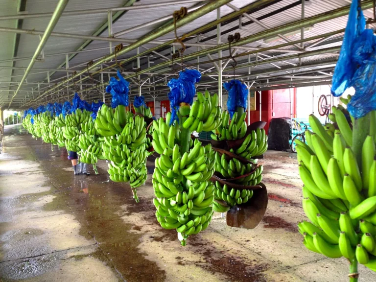 Bunches of green bananas hanging from rails in a packing plant in Limón, Costa Rica